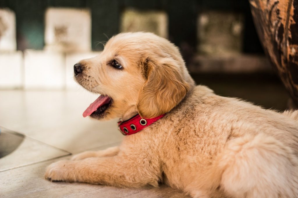 a dog with a red collar