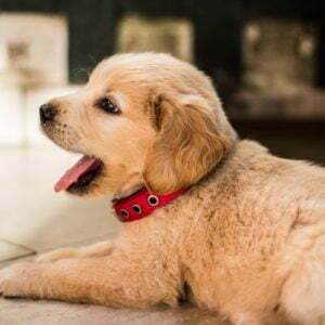a dog with a red collar