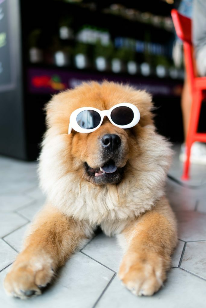 a dog wearing sunglasses