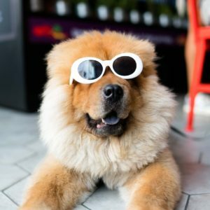 a dog wearing sunglasses